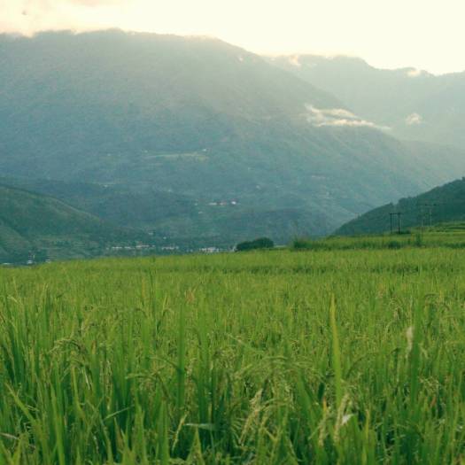Rice fields in Punakha